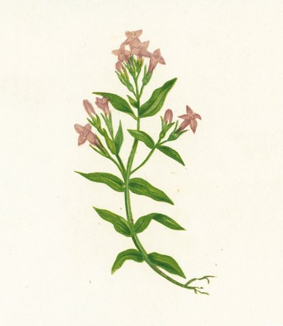Genciana de Campo, Gentiana Campestris de English School